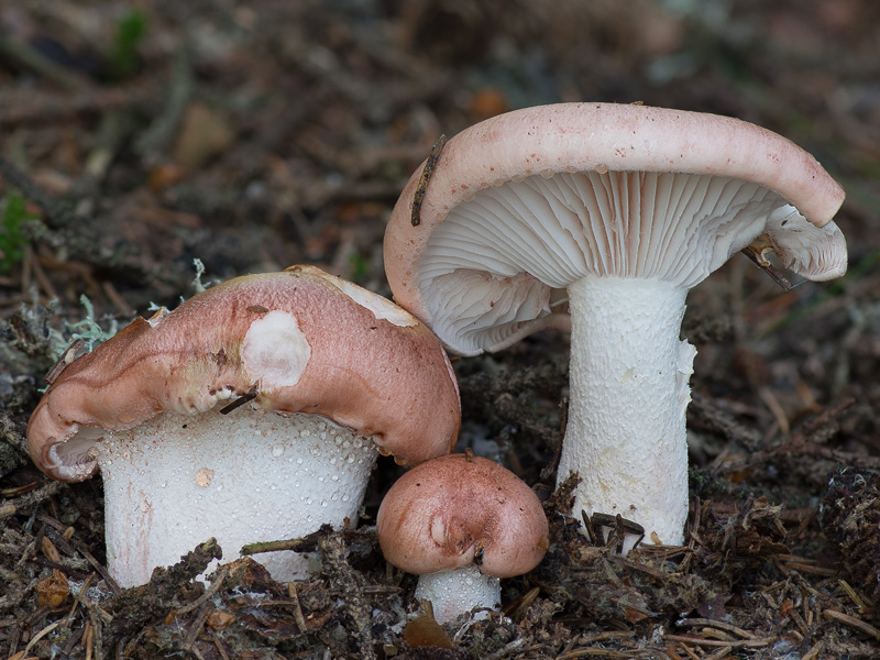 Hygrophorus persicolor